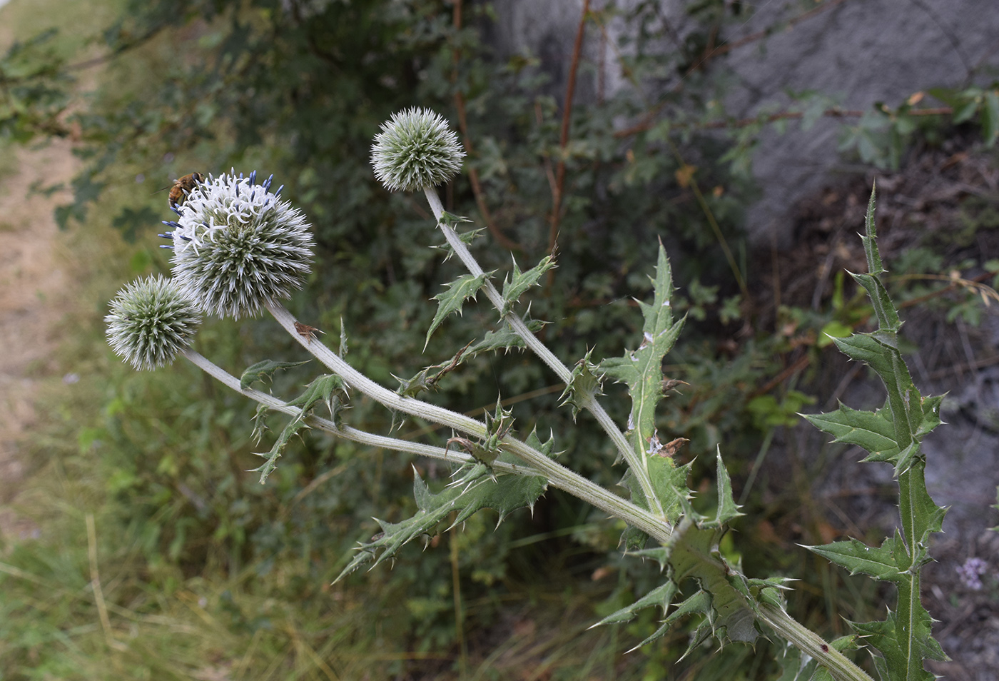 Изображение особи Echinops sphaerocephalus.