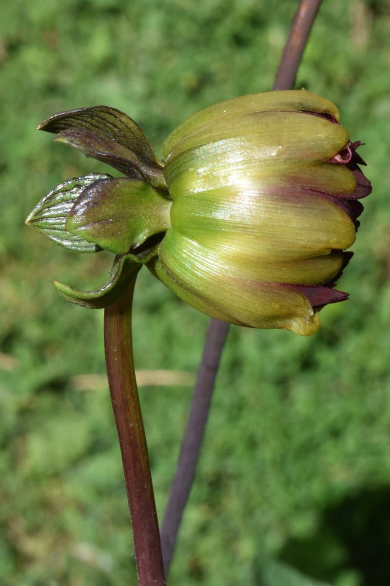 Изображение особи Dahlia × cultorum.