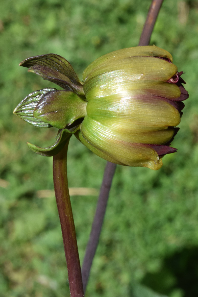 Image of Dahlia &times; cultorum specimen.