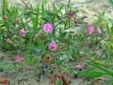 Epilobium hirsutum