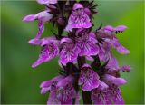 Stachys palustris