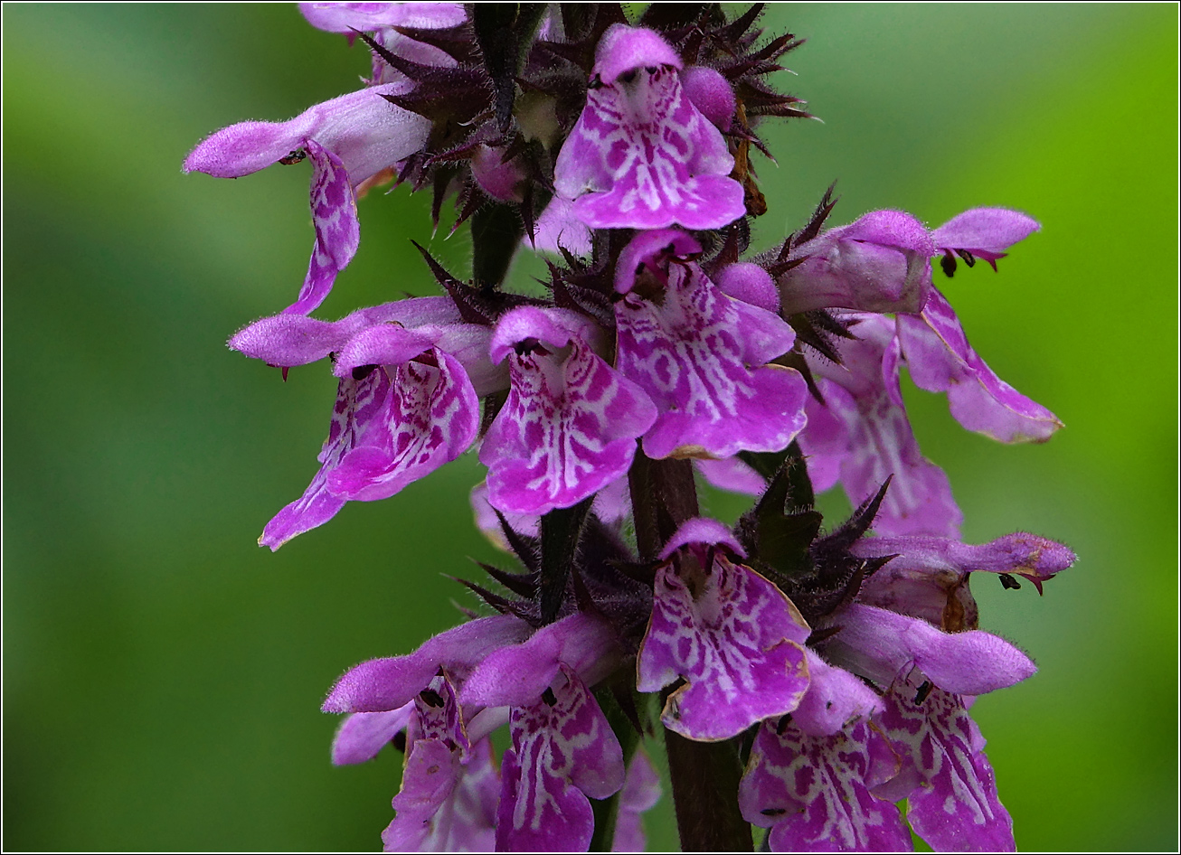 Изображение особи Stachys palustris.