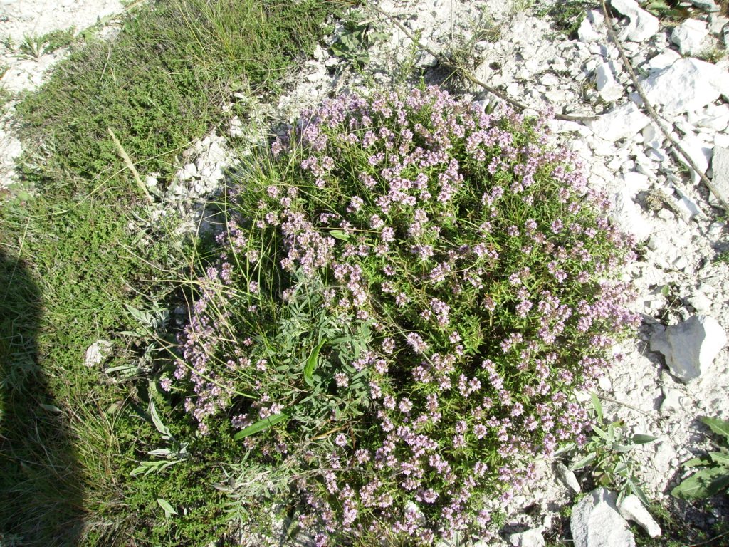 Изображение особи Thymus dubjanskyi.