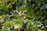 Schizophragma hydrangeoides