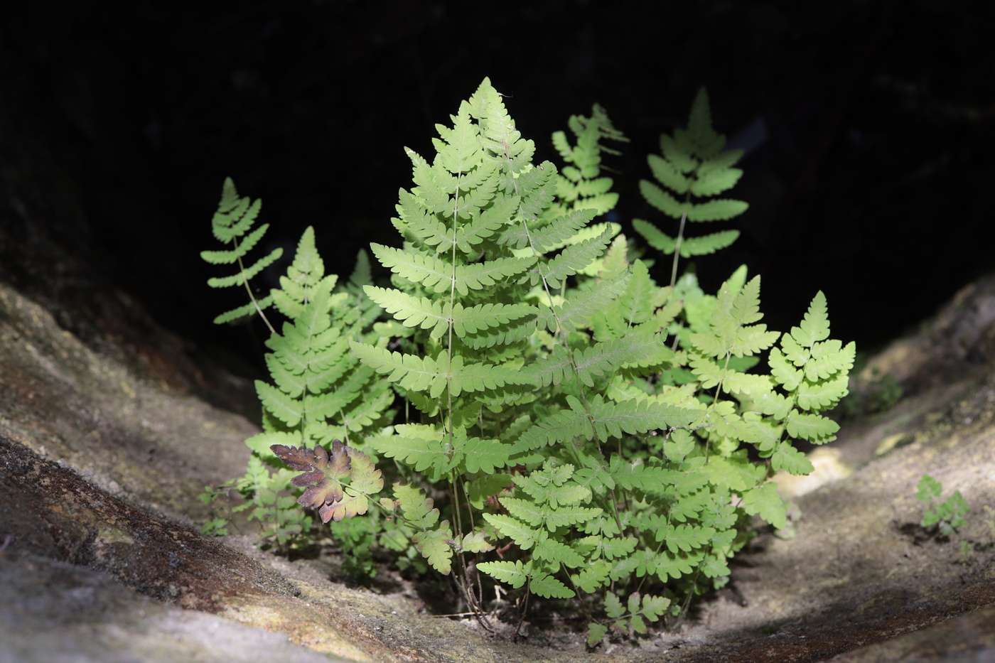 Image of Thelypteris palustris specimen.