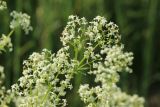 Galium album