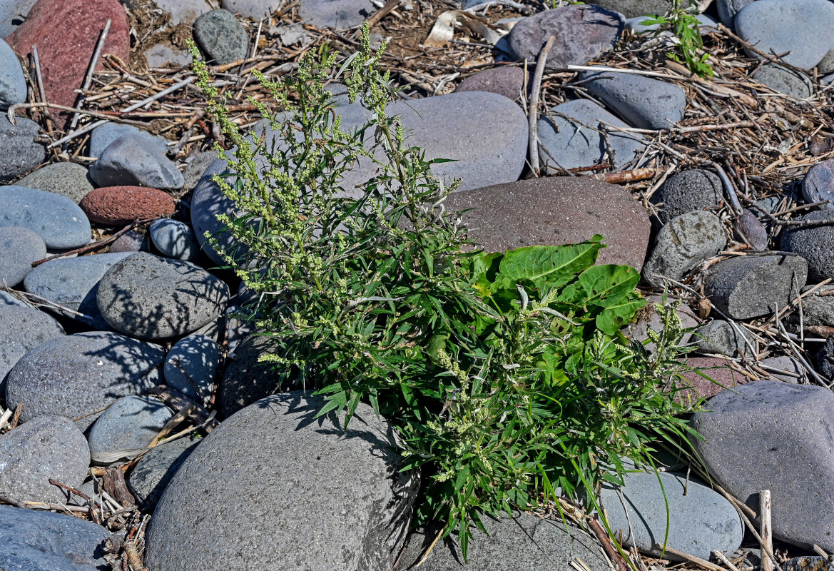 Image of Artemisia montana specimen.