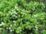 Juniperus sibirica. Верхушки ветвей с незрелыми шишкоягодами. Кольский п-ов, р. Умба. 05.08.2008.