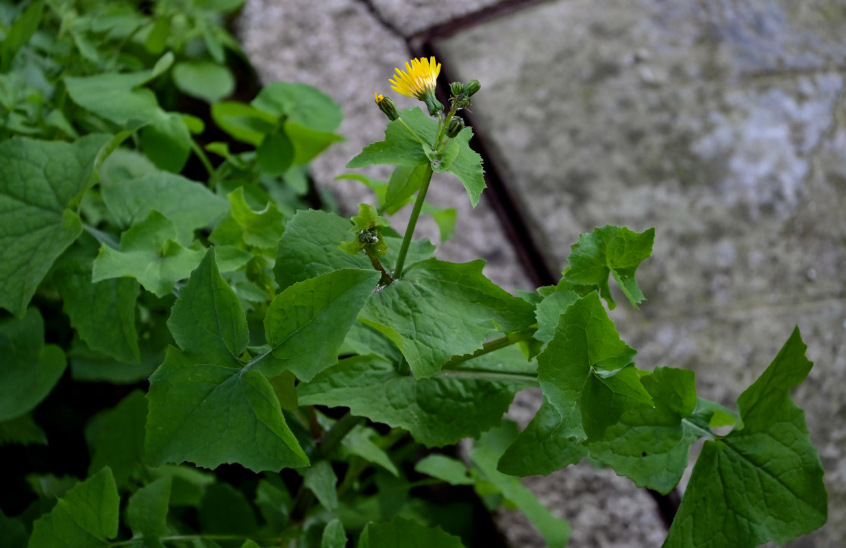 Image of Sonchus oleraceus specimen.