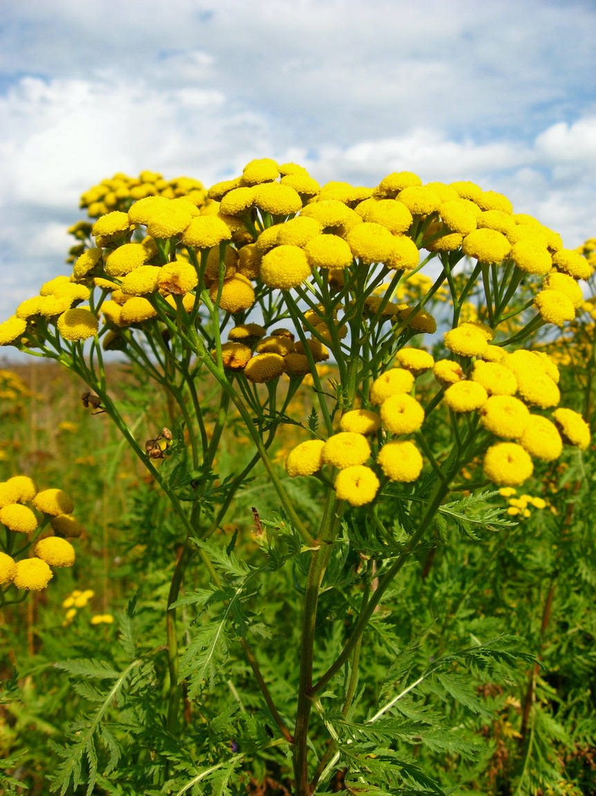 Image of Tanacetum vulgare specimen.