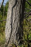 genus Ulmus