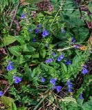 Scutellaria strigillosa