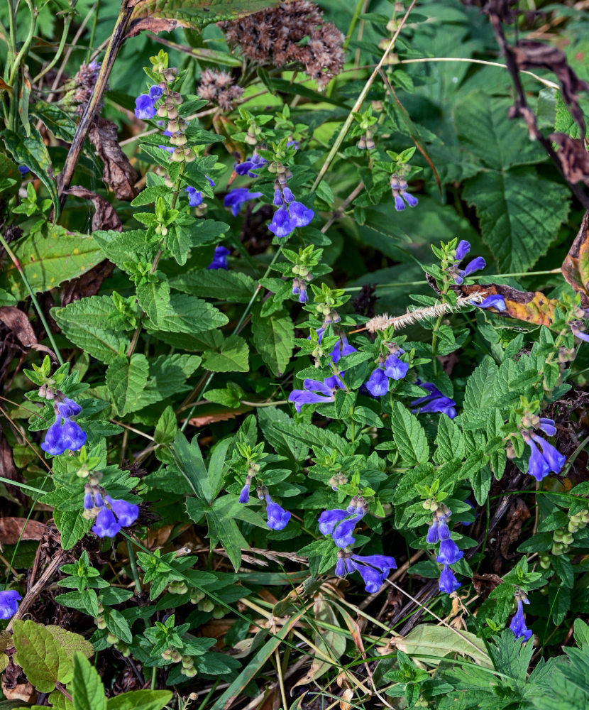 Изображение особи Scutellaria strigillosa.