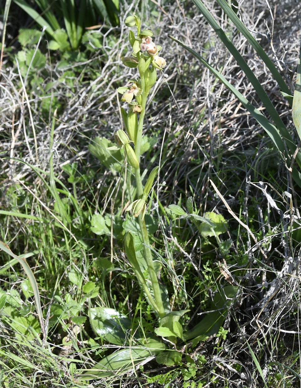 Image of Ophrys flavomarginata specimen.