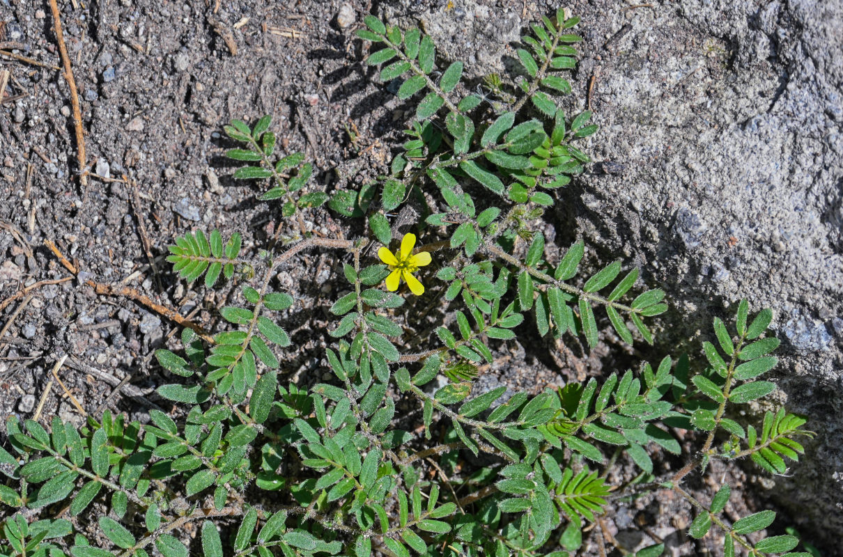 Изображение особи Tribulus terrestris.