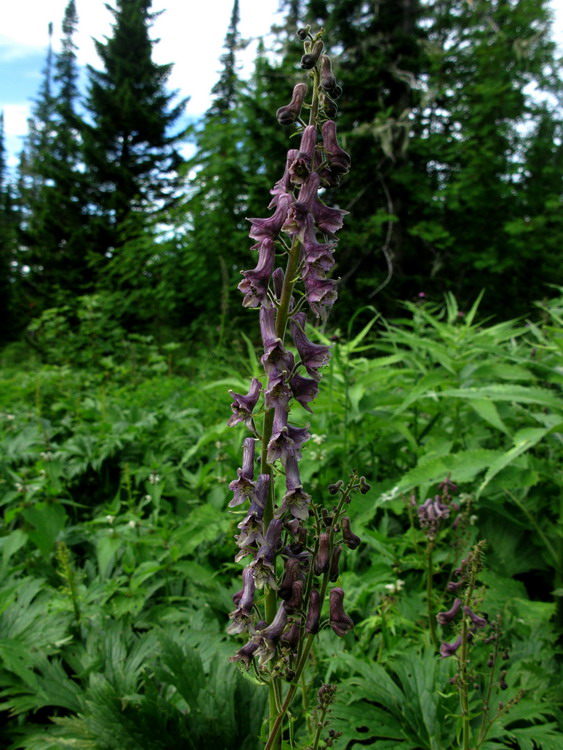 Image of Aconitum bujbense specimen.