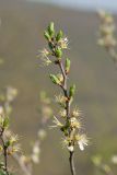 Prunus stepposa. Верхушка отцветающего побега. Краснодарский край, м/о г. Новороссийск, вершина 429, закустаренный остепнённый луг. 10.04.2024.