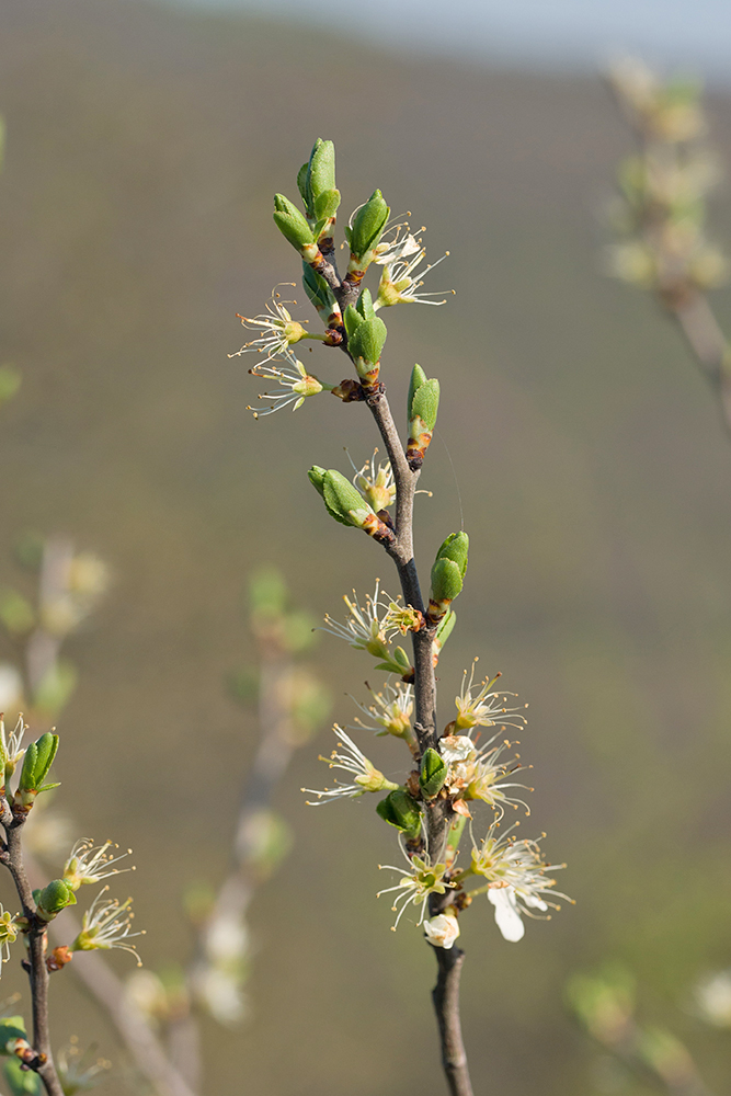 Image of Prunus stepposa specimen.