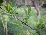 Euonymus europaeus