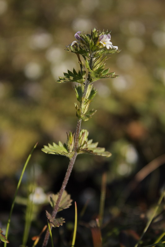 Изображение особи Euphrasia brevipila.