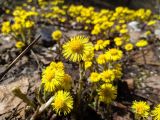 Tussilago farfara