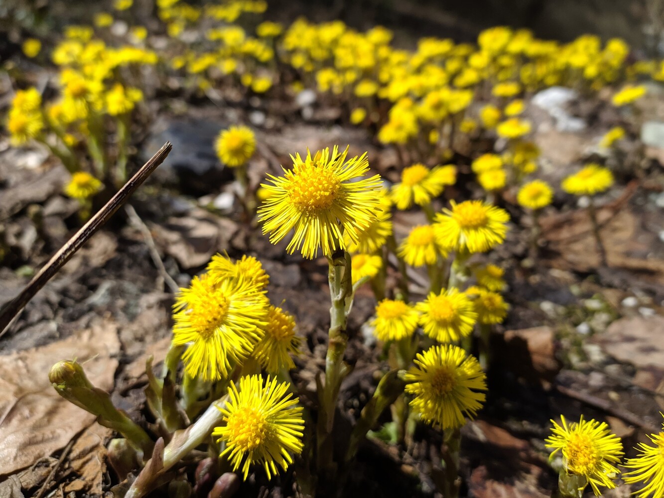 Image of Tussilago farfara specimen.
