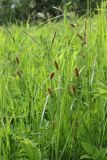 род Carex