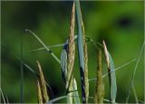 Calamagrostis epigeios