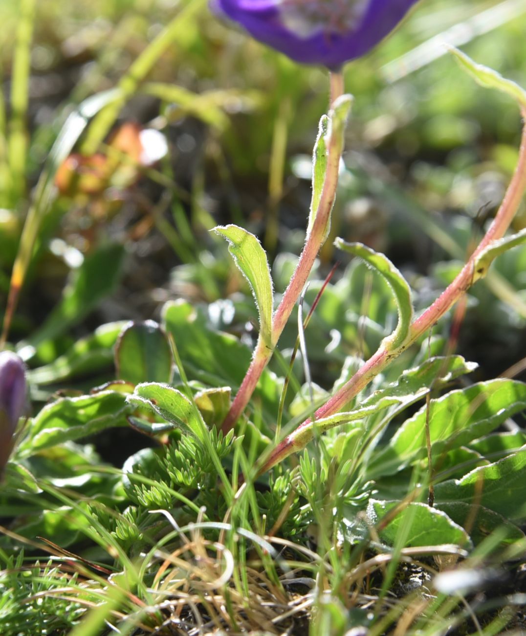 Image of genus Campanula specimen.