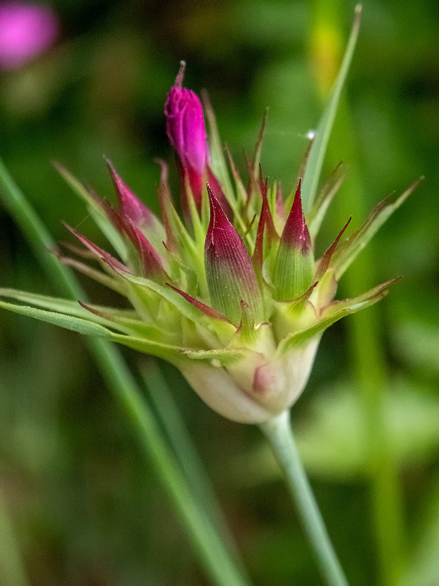 Изображение особи Dianthus capitatus.