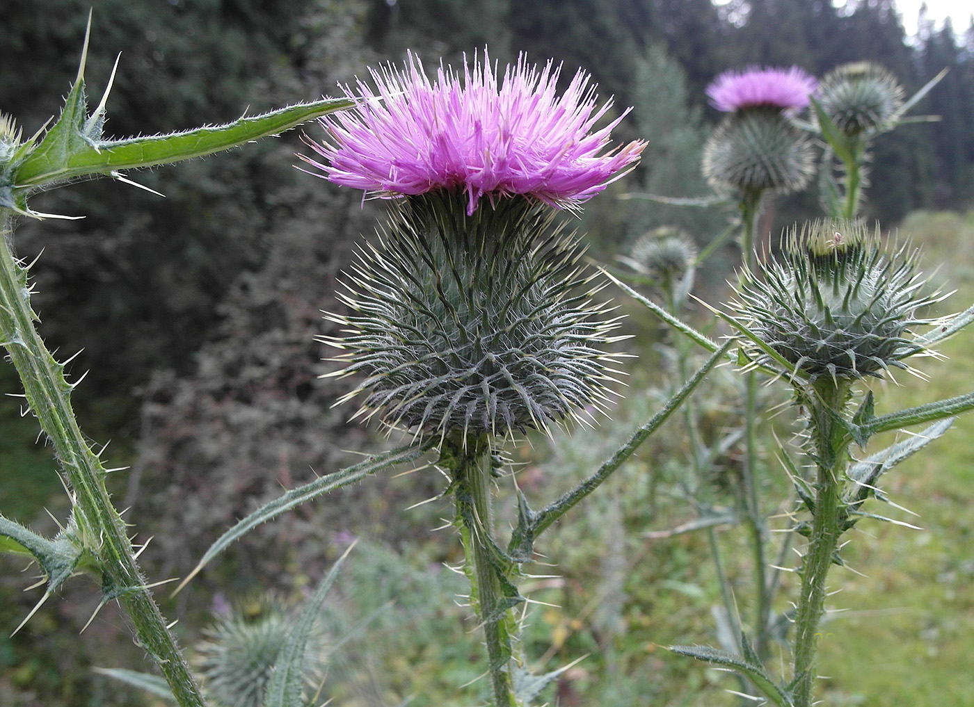 Изображение особи Cirsium vulgare.