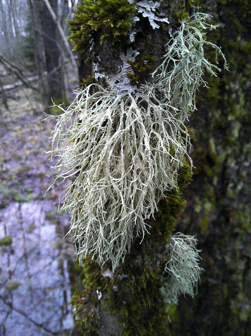 Image of genus Ramalina specimen.