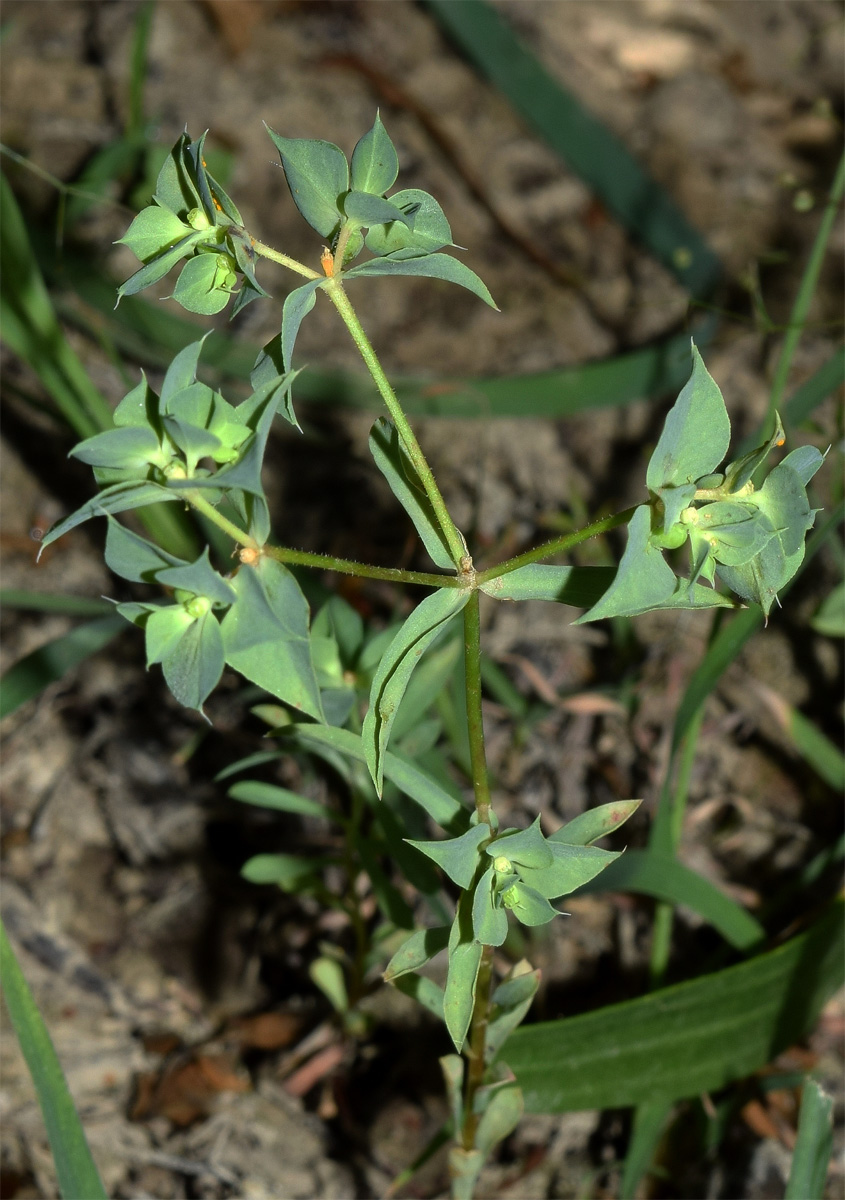 Изображение особи Euphorbia falcata.