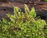 семейство Brachytheciaceae