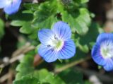 Veronica persica