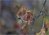 Acer negundo