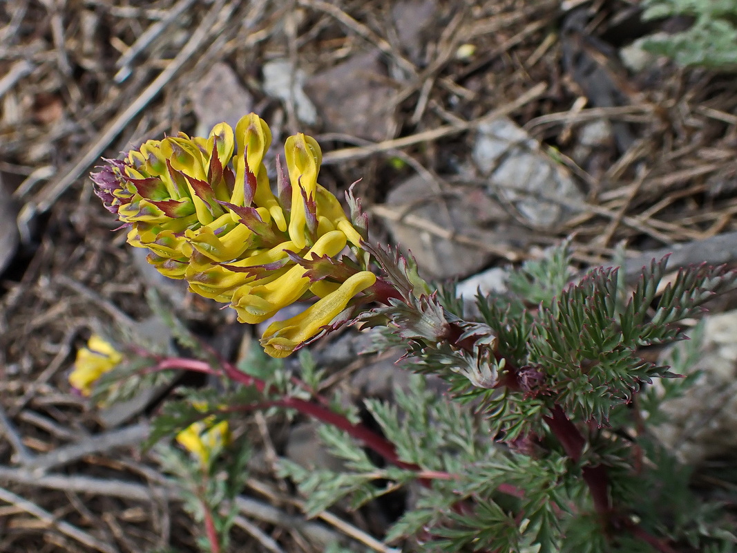 Изображение особи Corydalis speciosa.