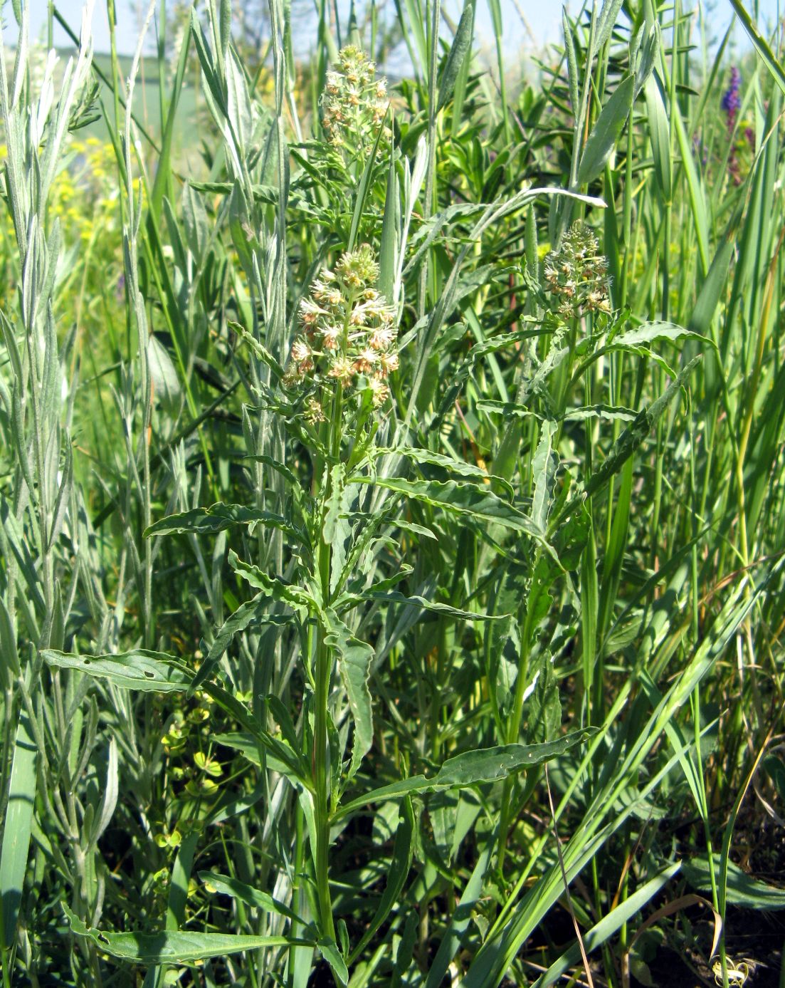 Image of Reseda inodora specimen.