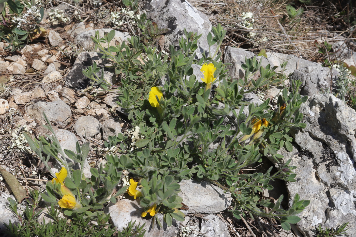 Image of Chamaecytisus polytrichus specimen.