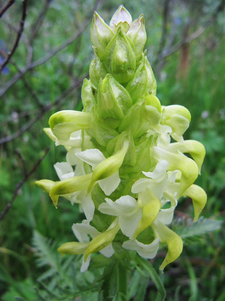 Image of Pedicularis compacta specimen.