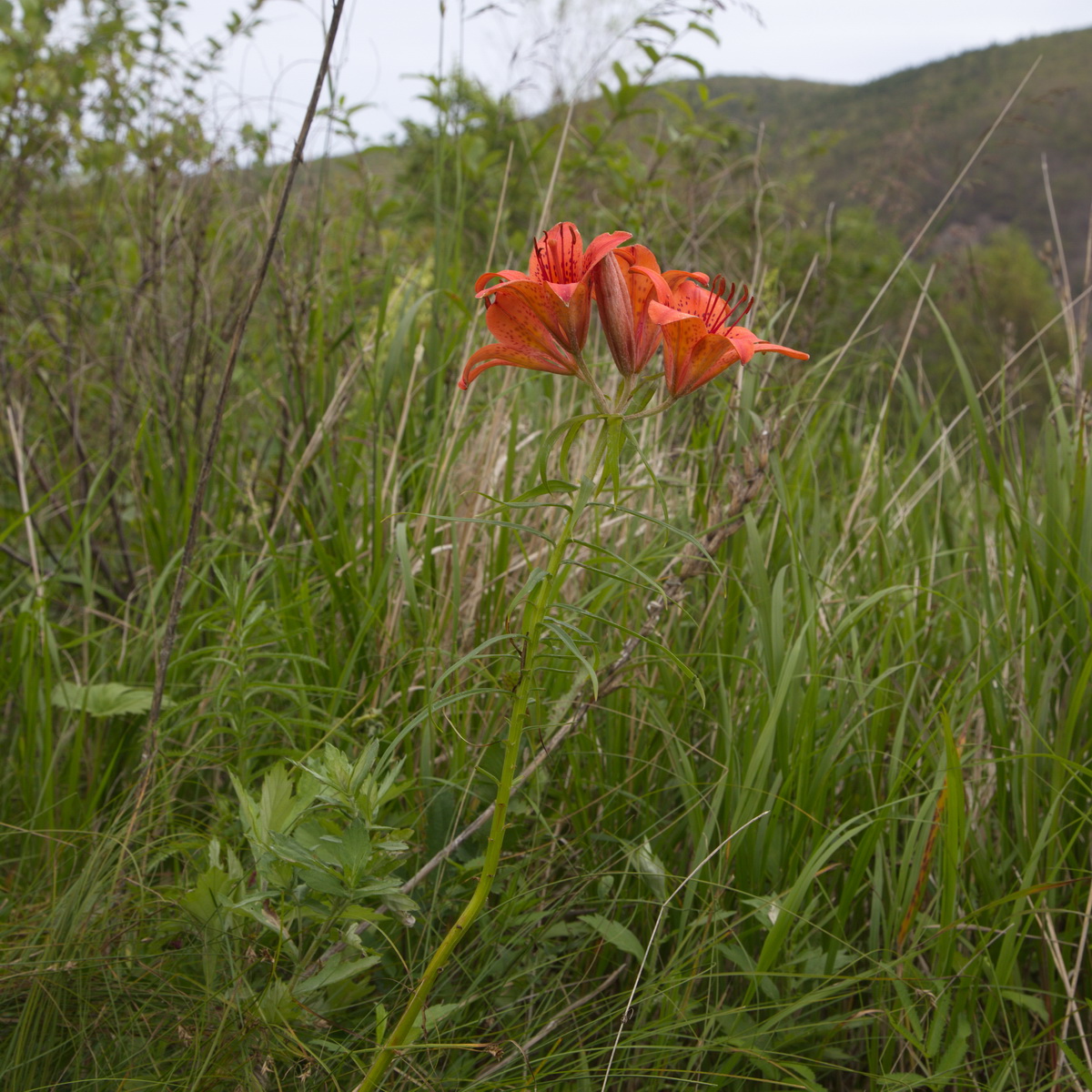 Image of Lilium pensylvanicum specimen.