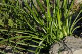 Scorzonera stricta. Нижняя часть растения. Оренбургская обл., Саракташский р-н, Жёлтинский сельсовет, окр. Кандуровского карьера, каменистая степь. 29 мая 2024 г.