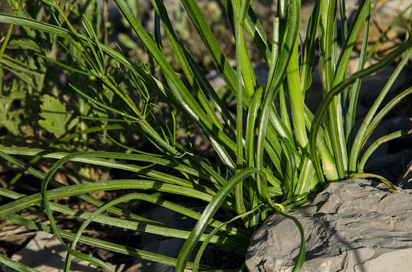 Image of Scorzonera stricta specimen.