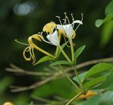 Lonicera caprifolium. Побеги с соцветиями. Приморский край, г. Владивосток, ООПТ БСИ ДВО РАН, опушка широколиственного леса, у грунтовой дороги. 01.07.2025.