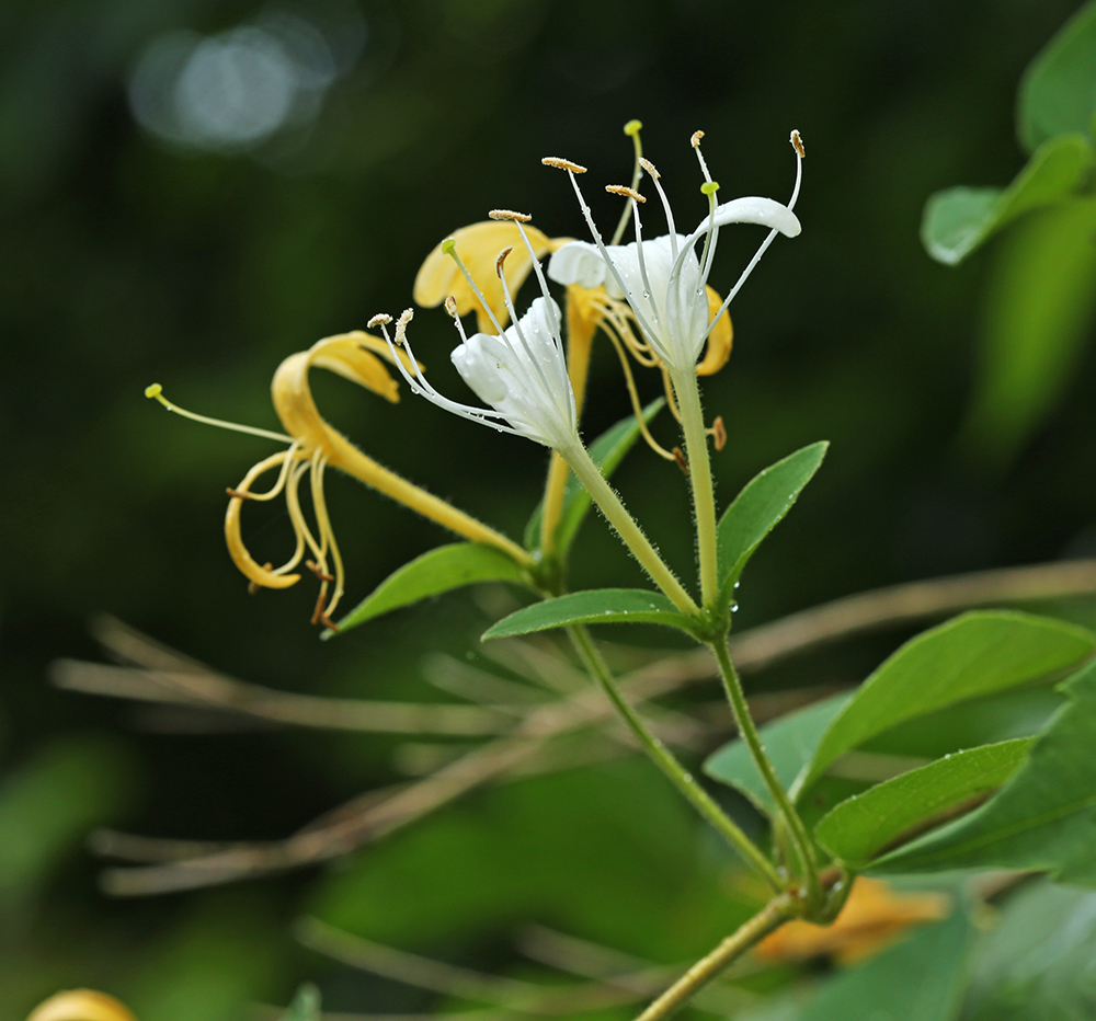Image of Lonicera caprifolium specimen.