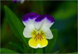 Viola wittrockiana