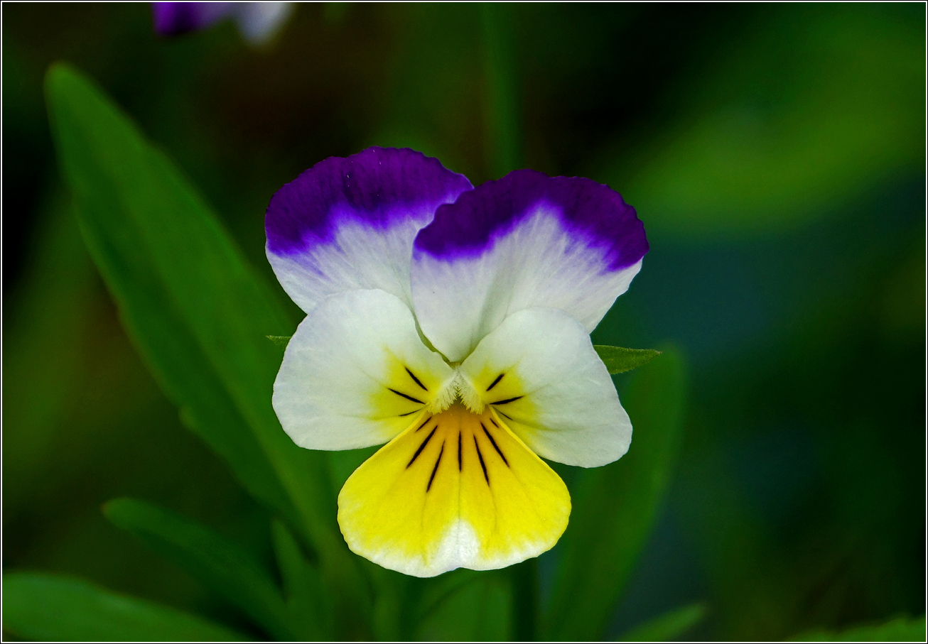 Изображение особи Viola wittrockiana.
