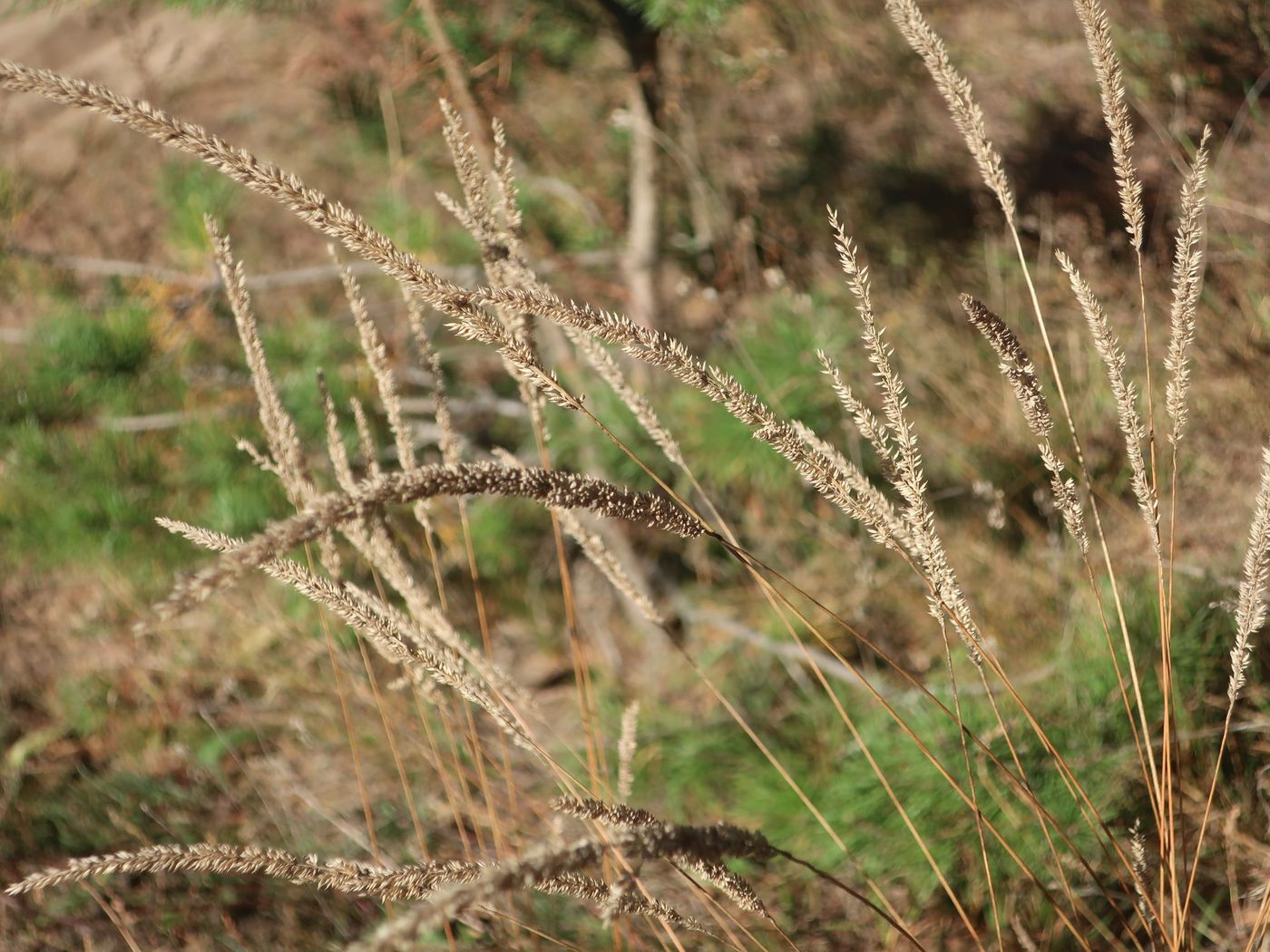 Изображение особи Phleum phleoides.