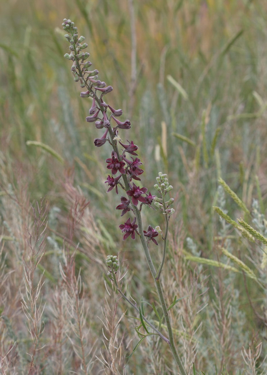Image of Delphinium puniceum specimen.