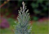 Chamaecyparis lawsoniana